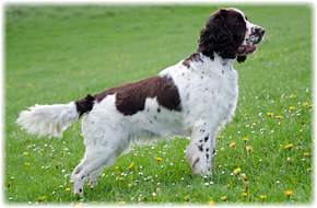 English Springer Spaniel Hundezüchter