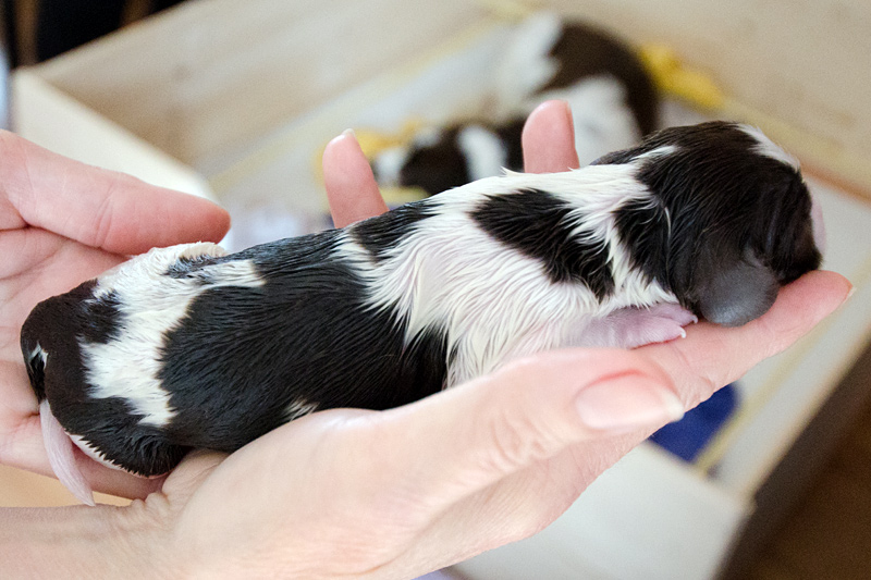 English Springer Spaniel Welpen