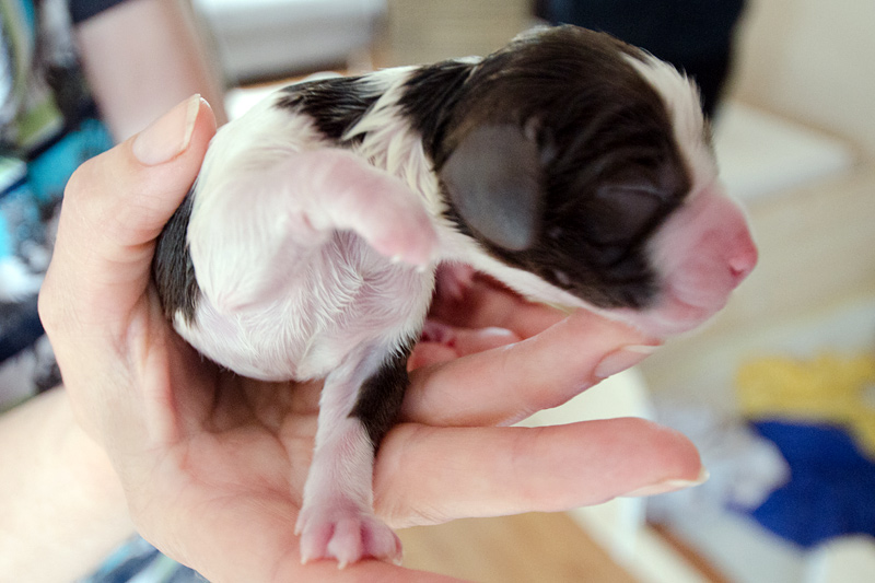 English Springer Spaniel Welpen