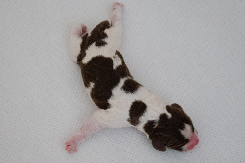 English Springer Spaniel Welpen