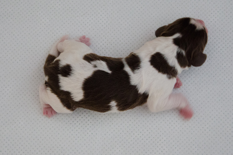 English Springer Spaniel Welpen