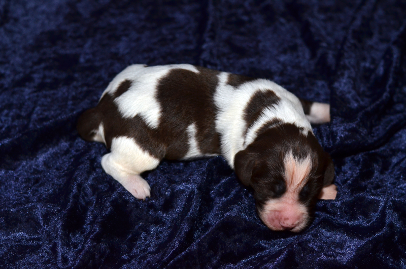 Springer Spaniel Welpe