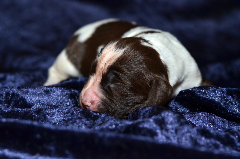 Springer Spaniel Welpe