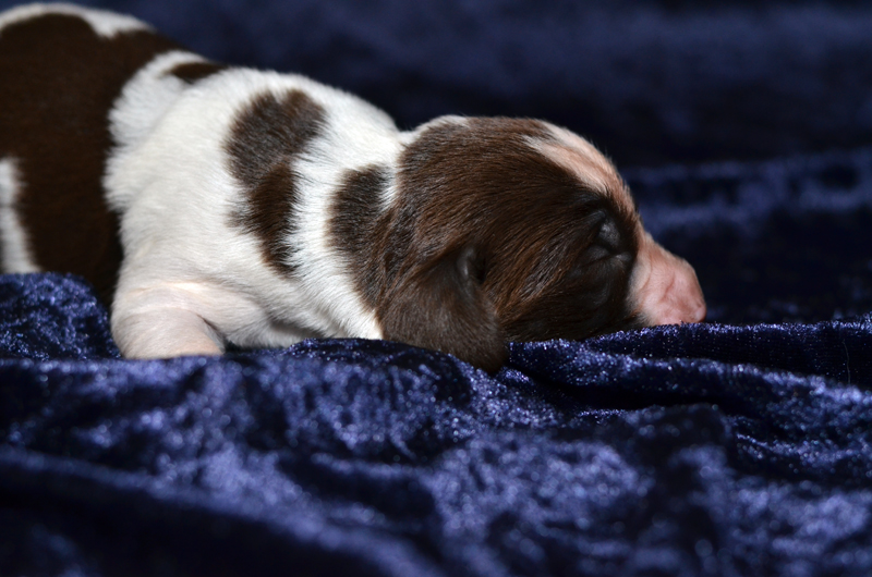 Springer Spaniel Welpe