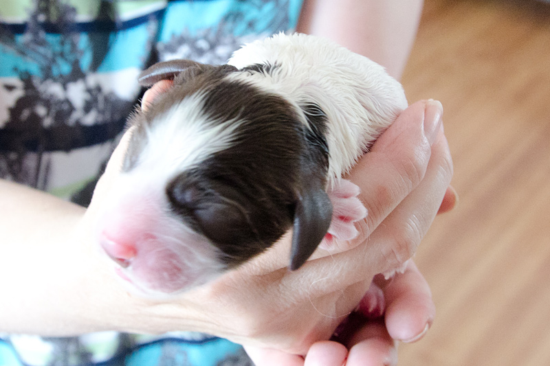 English Springer Spaniel Welpen