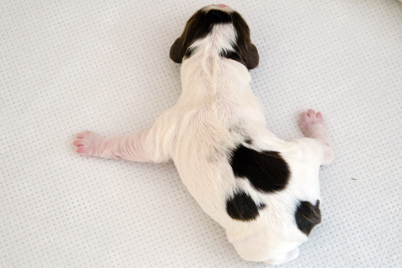 English Springer Spaniel Welpen