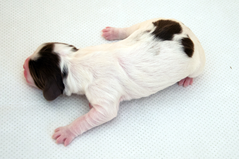 English Springer Spaniel Welpen