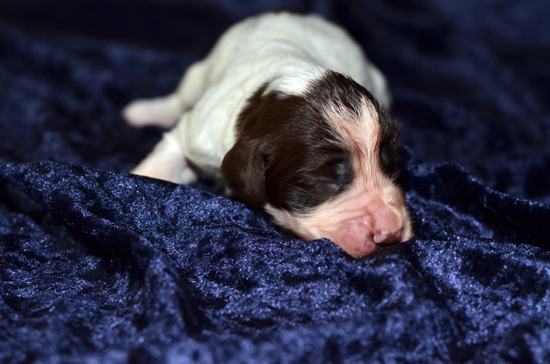 Springer Spaniel Welpe