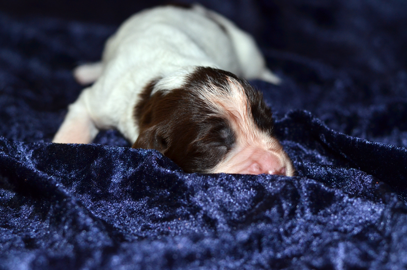 Springer Spaniel Welpe