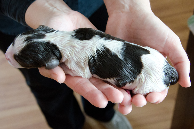 English Springer Spaniel Welpen