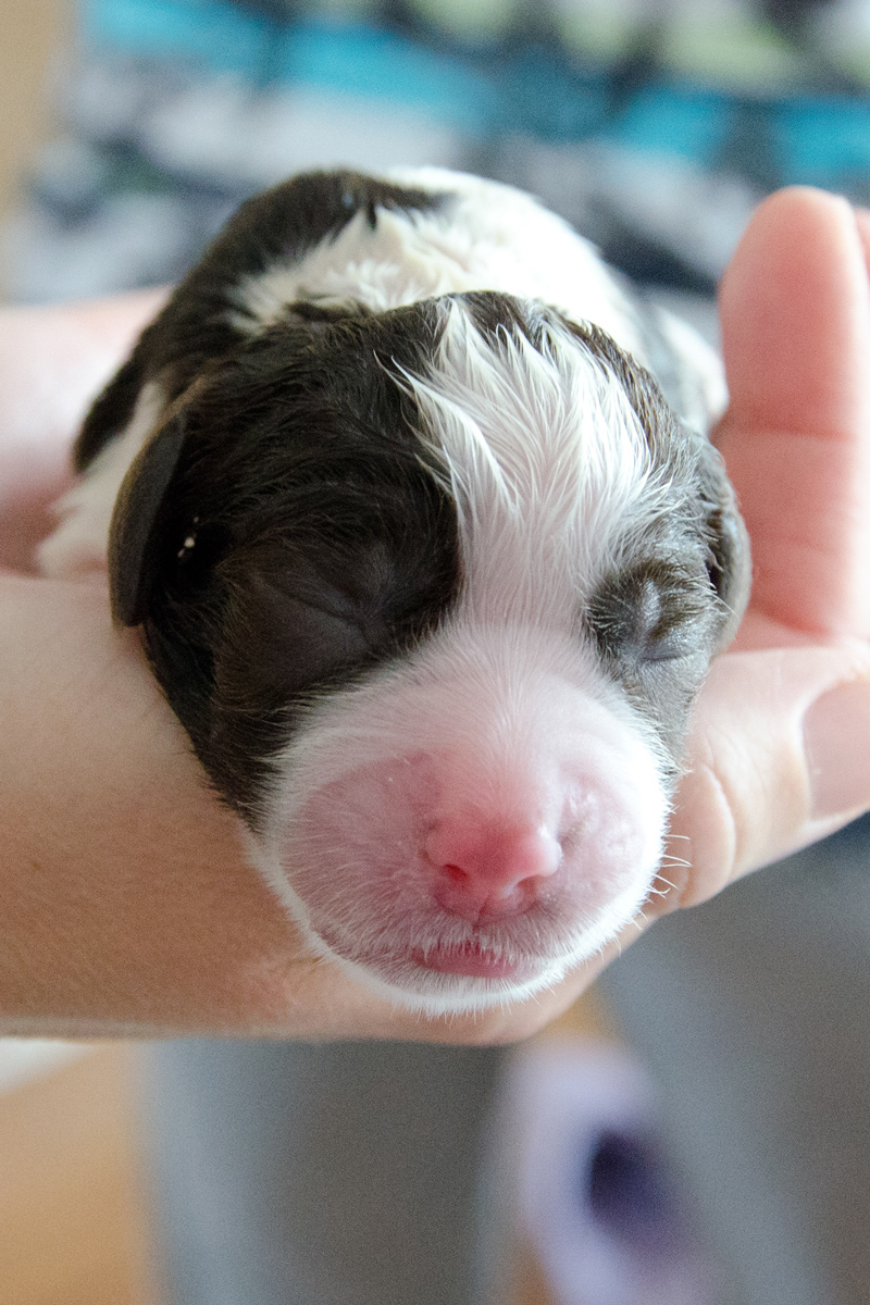 English Springer Spaniel Welpen