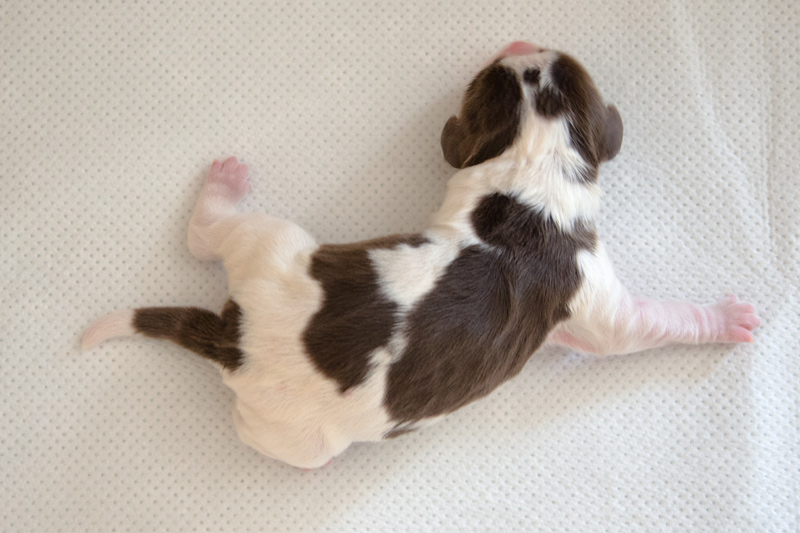 English Springer Spaniel Welpen