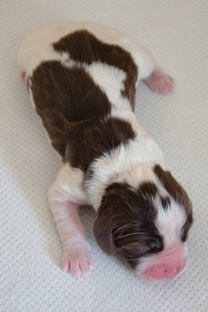 English Springer Spaniel Welpen