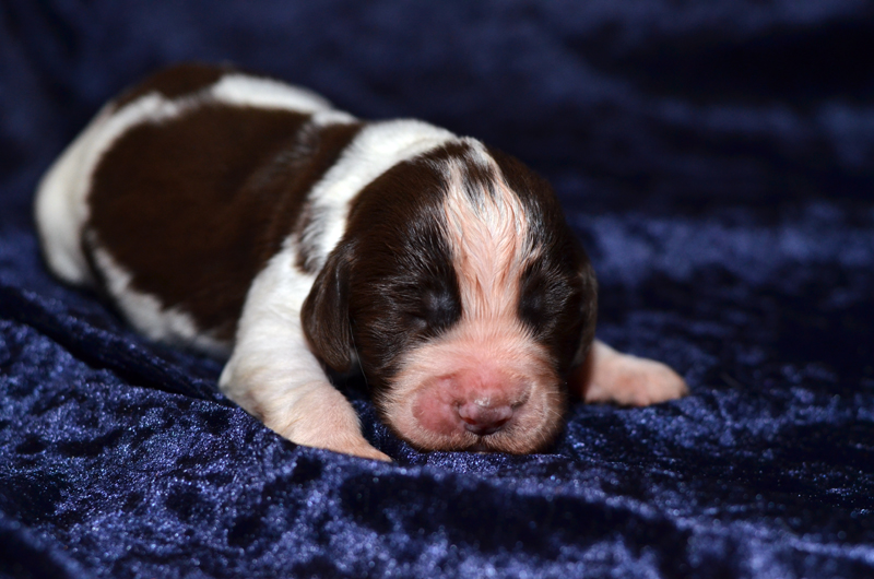 Springer Spaniel Welpe