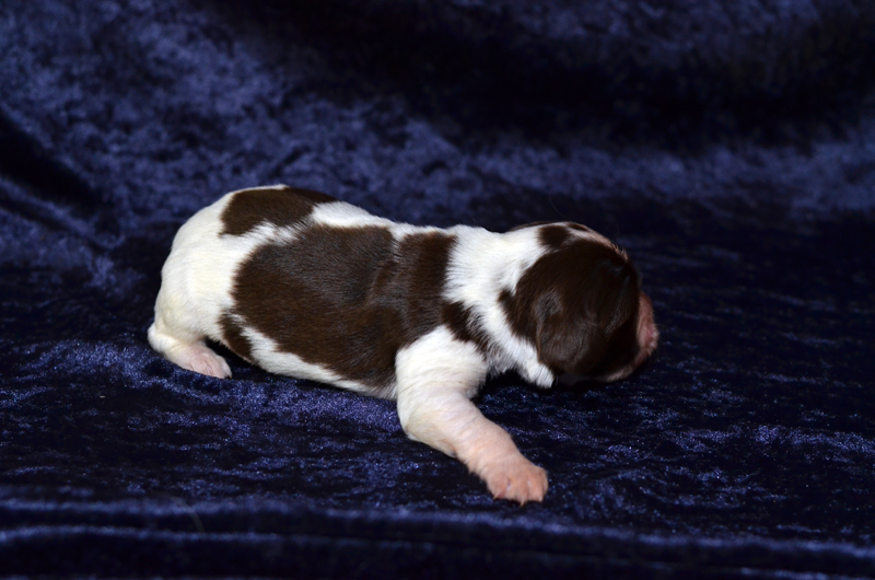 Springer Spaniel Welpe