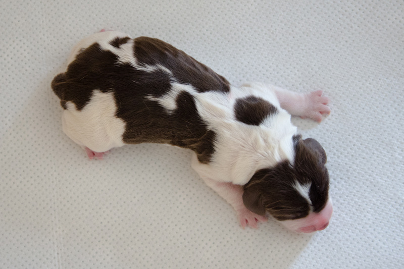 English Springer Spaniel Welpen