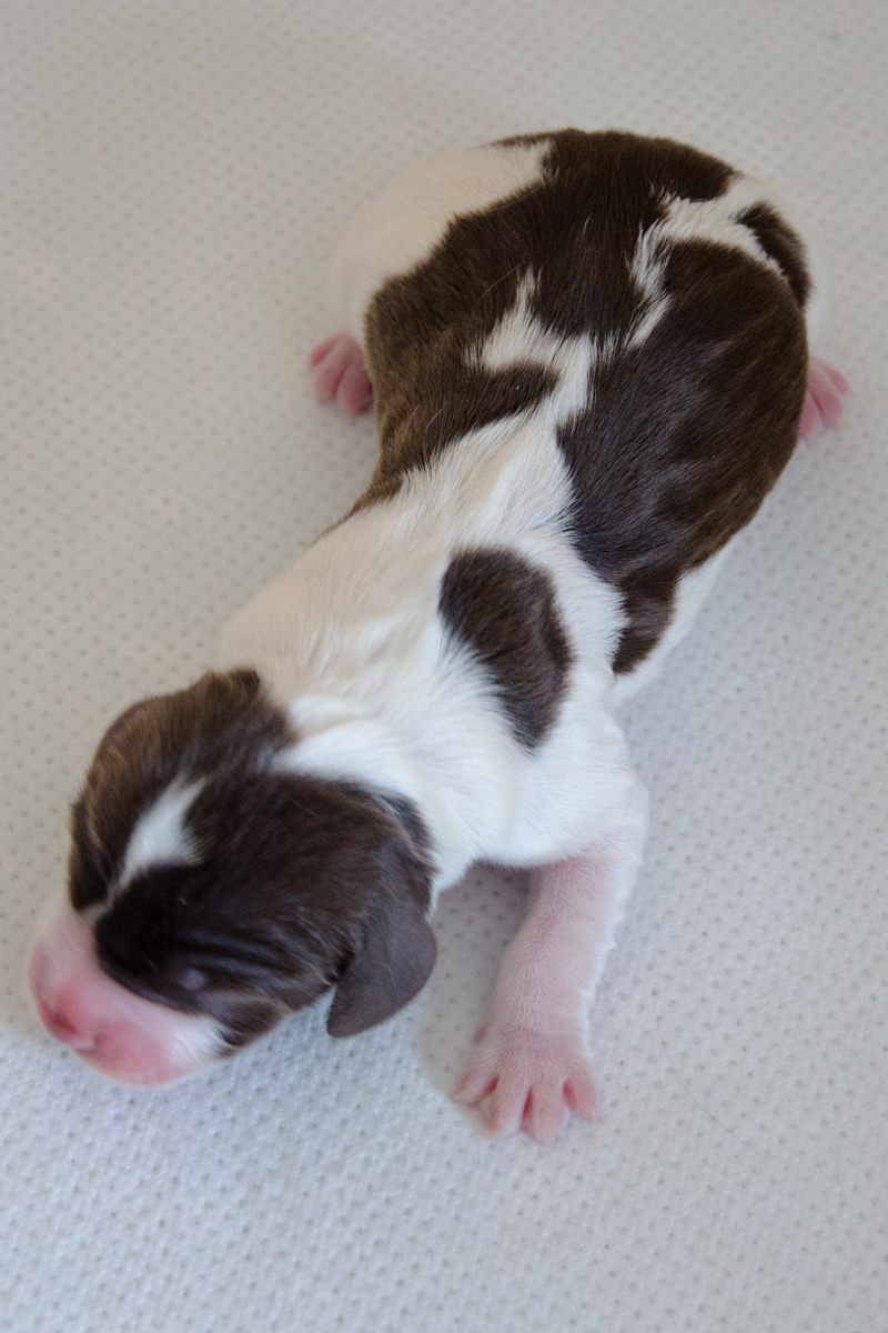 English Springer Spaniel Welpen