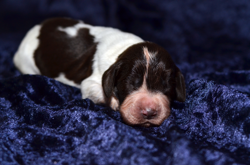 Springer Spaniel Welpe