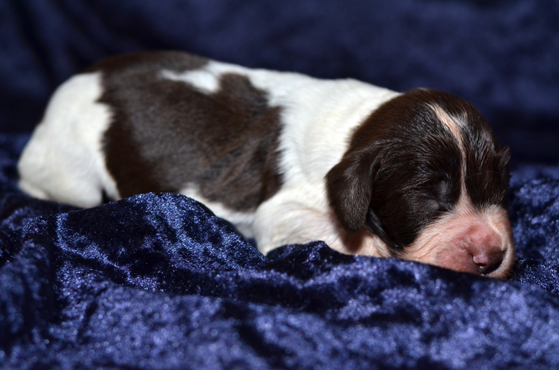 Springer Spaniel Welpe