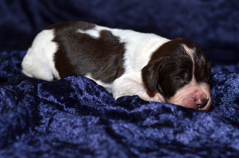 Springer Spaniel Welpe