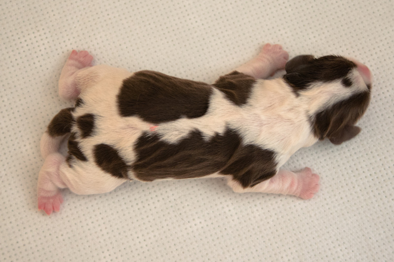 English Springer Spaniel Welpen