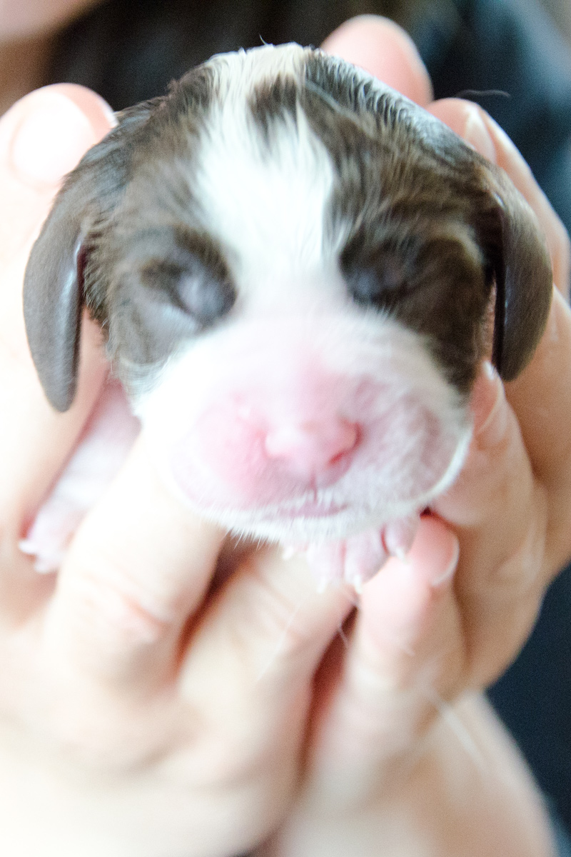 English Springer Spaniel Welpen