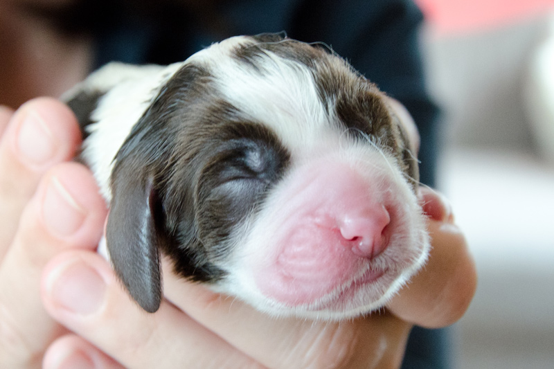 English Springer Spaniel Welpen