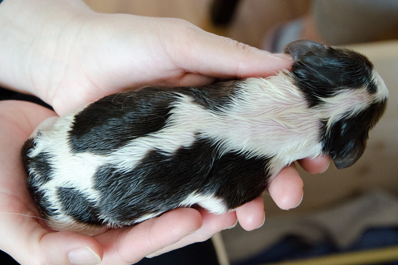 English Springer Spaniel Welpen