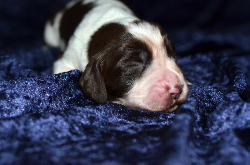 Springer Spaniel Welpe