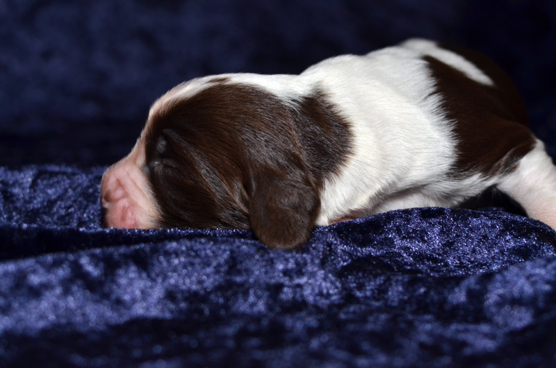 Springer Spaniel Welpe