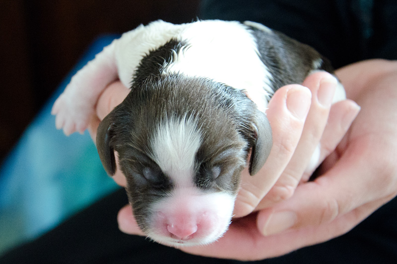 English Springer Spaniel Welpen