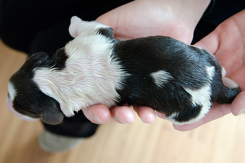 English Springer Spaniel Welpen