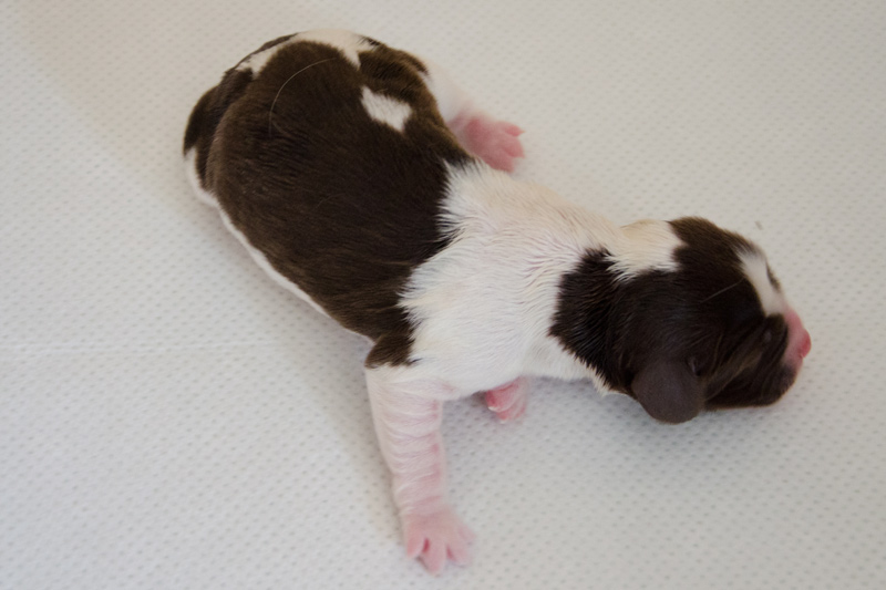 English Springer Spaniel Welpen