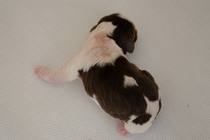 English Springer Spaniel Welpen