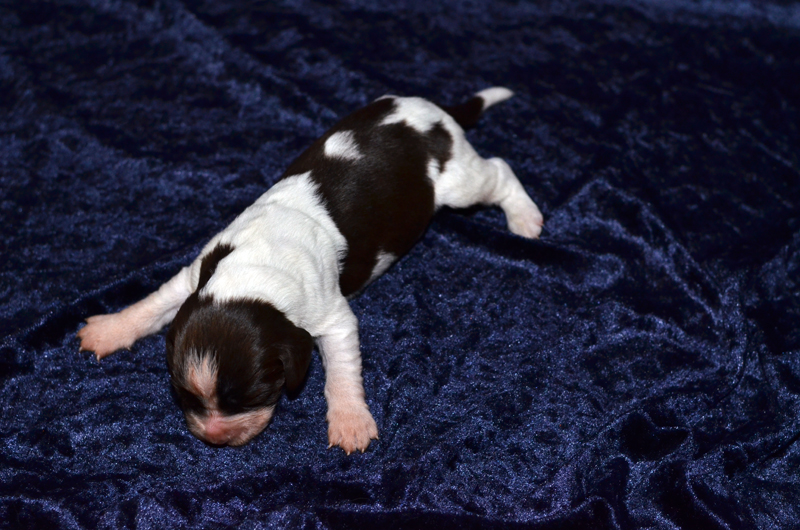 Springer Spaniel Welpe