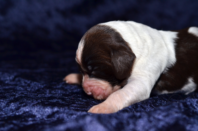 Springer Spaniel Welpe