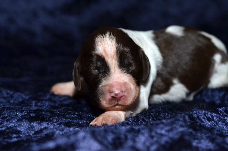 Springer Spaniel Welpe