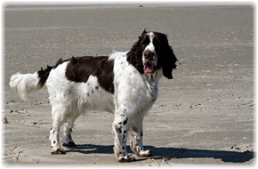 Jagdspaniel, Hundekauf, Hundewelpe, Hundewelpen, Kauf, Familienhund