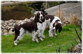 Spanielwelpen Zucht Springerspaniel