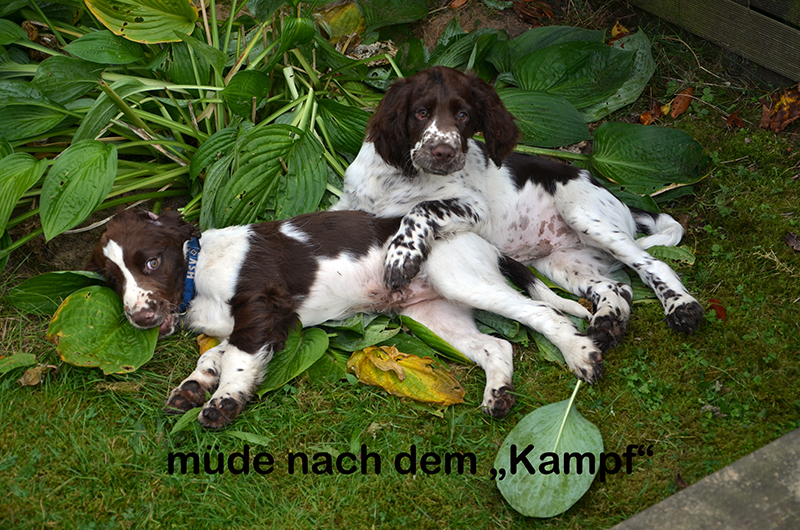 Hunde Welpe Angus Young im Oktober 2012