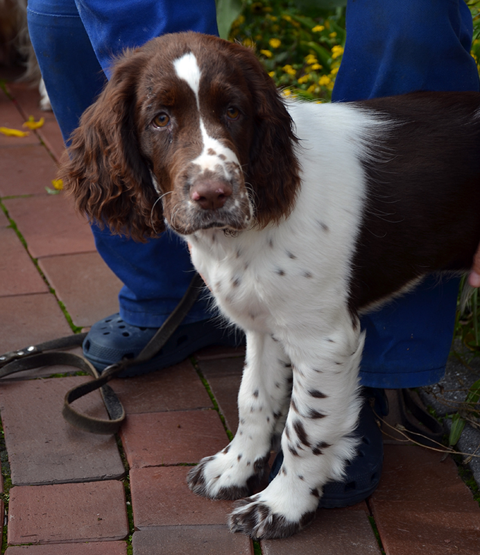 Hunde Welpe Antonio Banderas im Oktober 2012