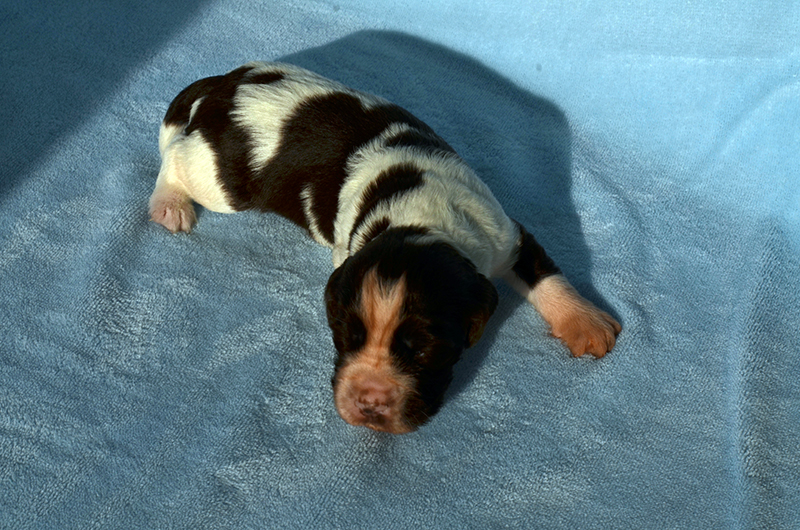 Springer Spaniel Welpen