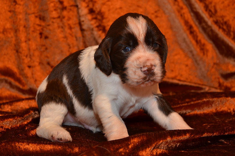 Springer Spaniel Welpen