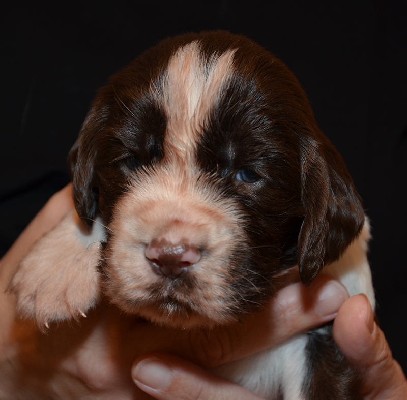 Springer Spaniel Welpen