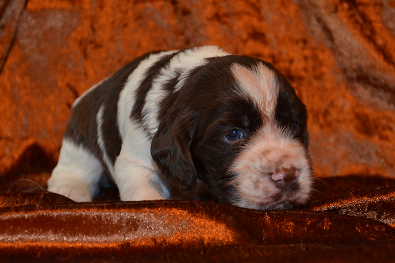 Springer Spaniel Welpen