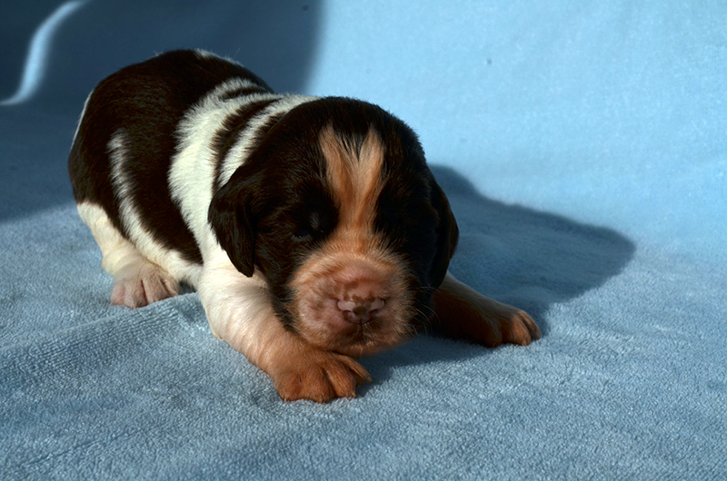 Springer Spaniel Welpen