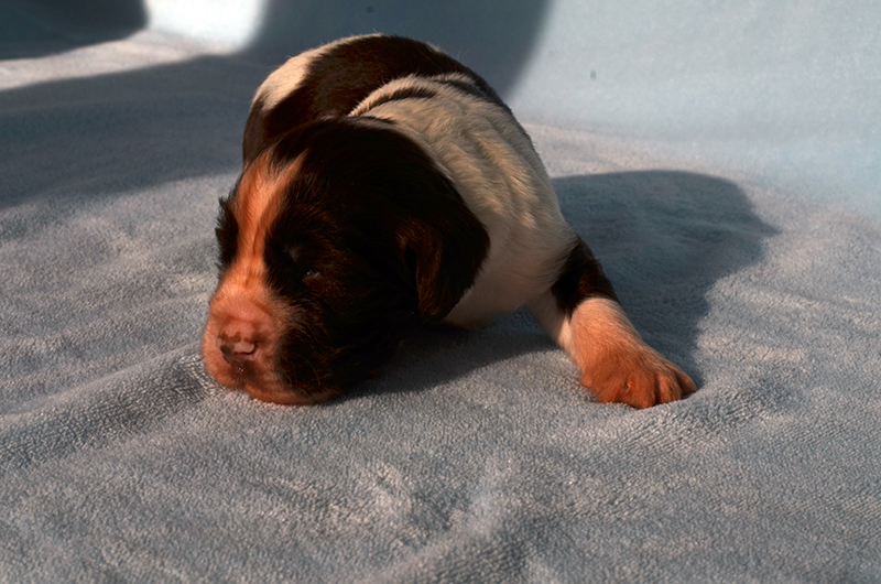 Springer Spaniel Welpen