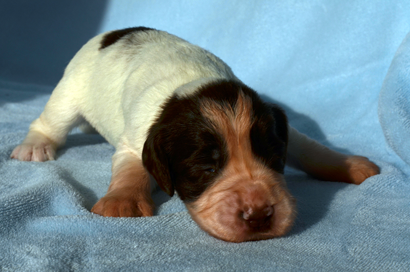 Springer Spaniel Welpen