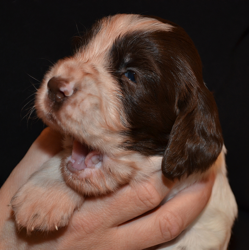 Springer Spaniel Welpen