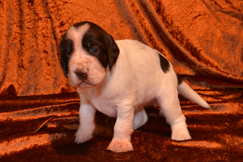 Springer Spaniel Welpen